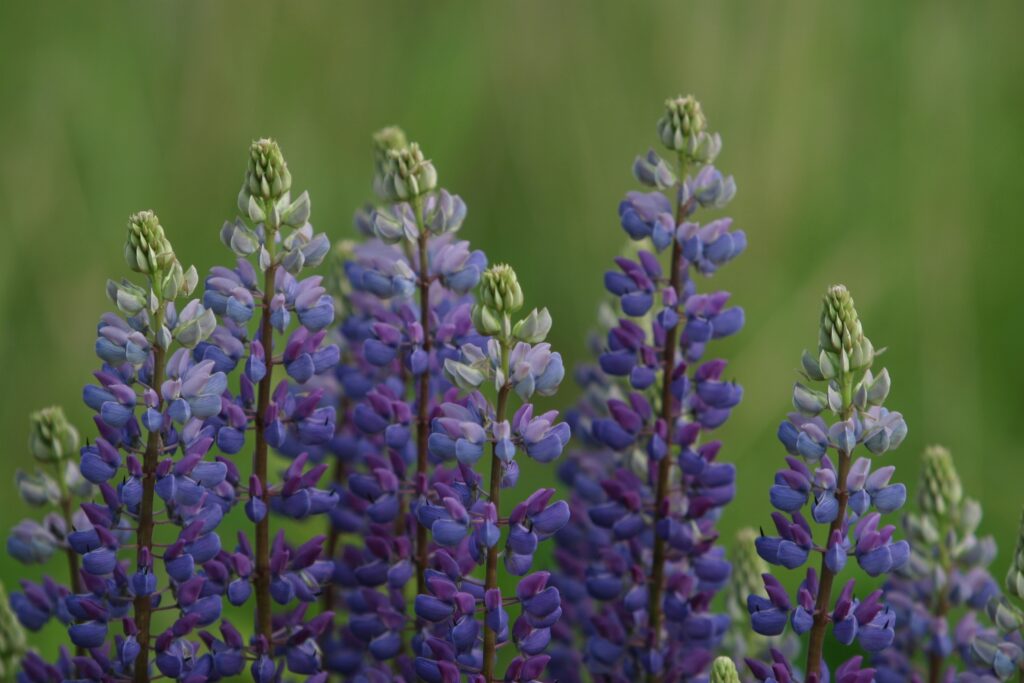 purple lupines